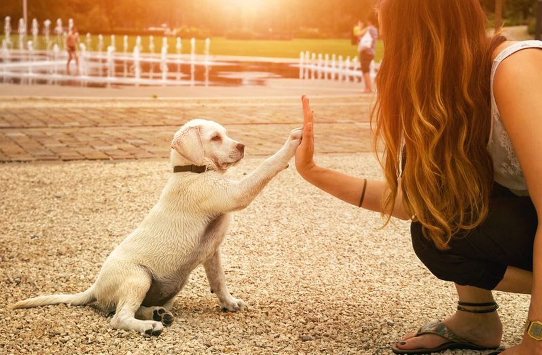 Puppy high five dog training LoyalTails