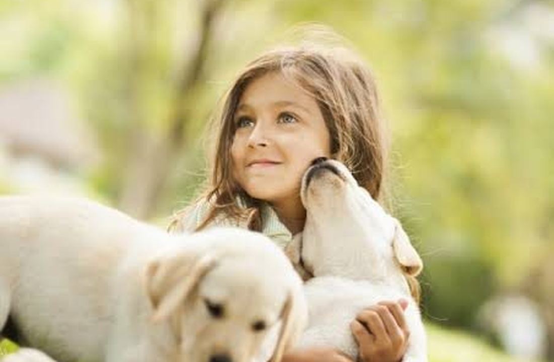 Child with Labrador puppies LoyalTails
